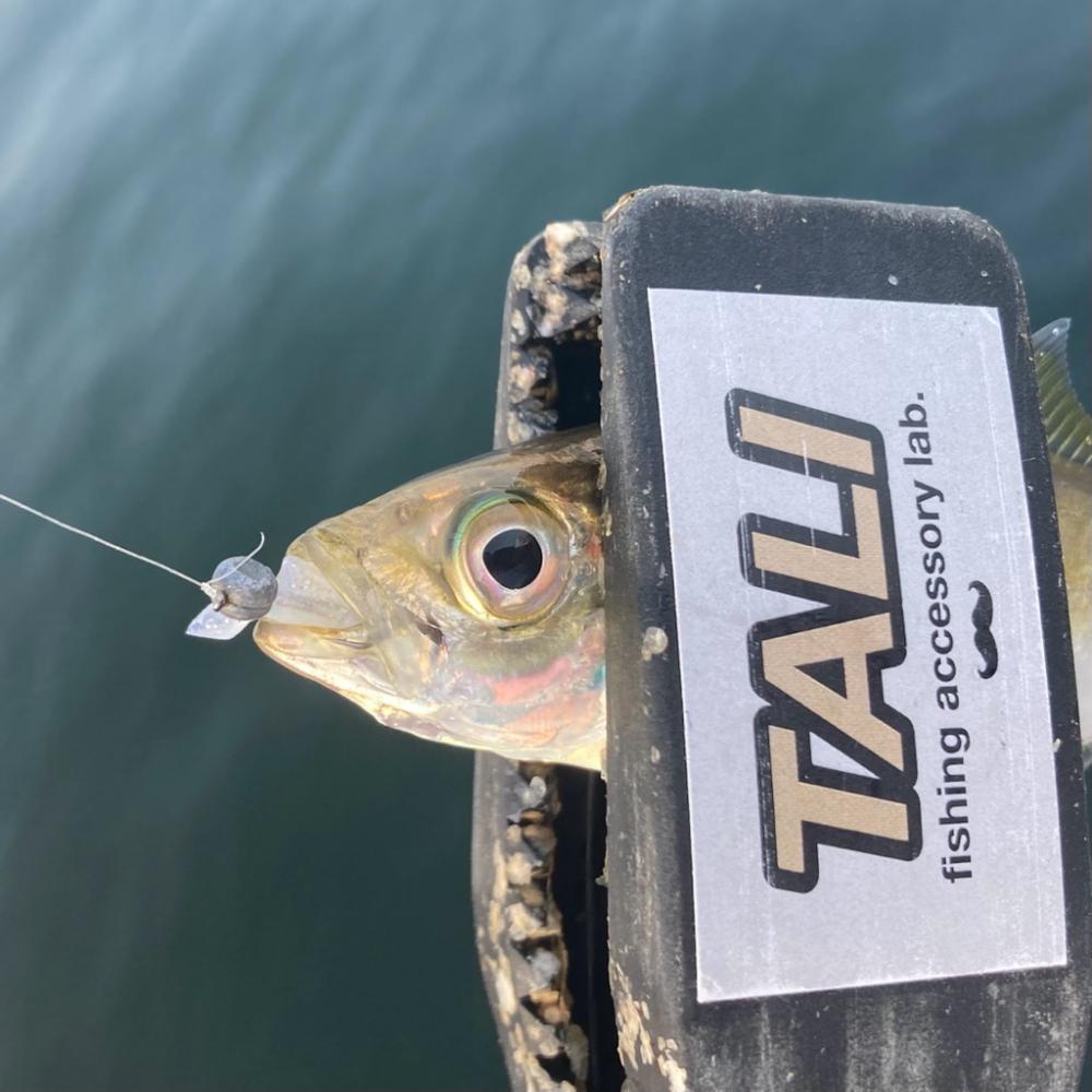 お手軽アジング