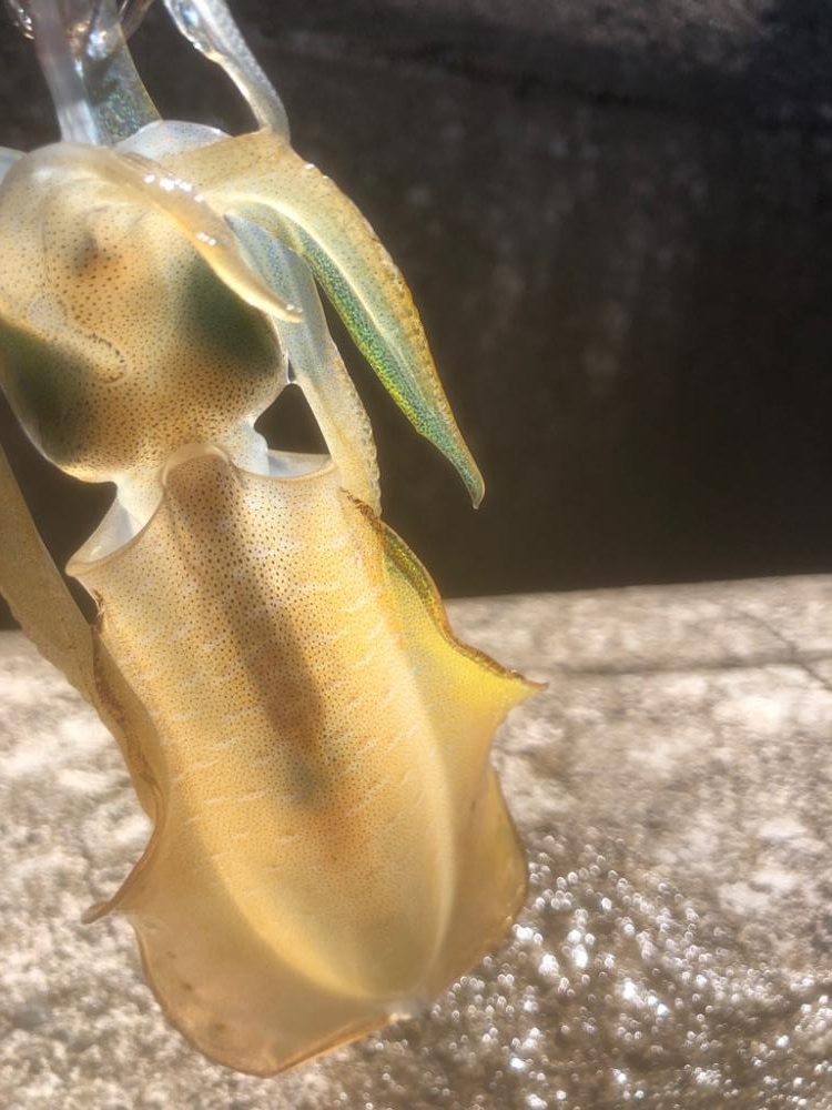 アオリイカ越前調査2回目