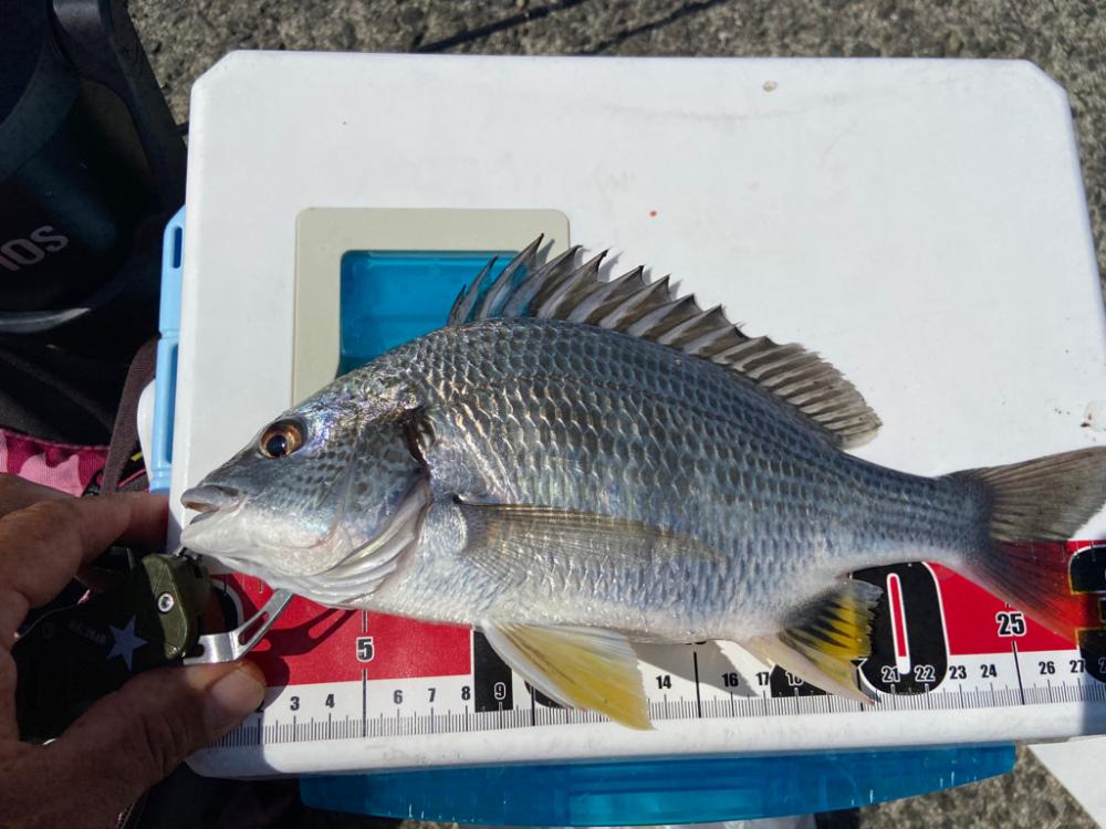 ちょい投げシロギスタの面目躍如