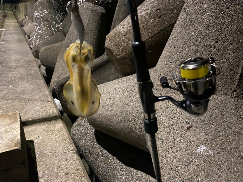 大阪でエギング