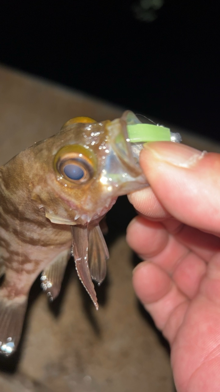 またまたライトゲーム五目達成!