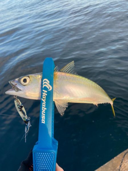 マキマキ20gがベストマッチにゃ！