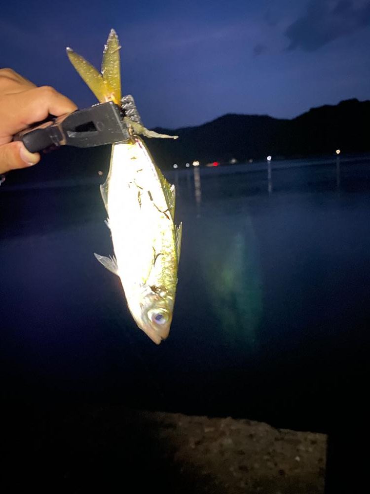 しっかりアジング