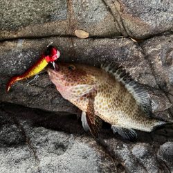 ジャックアイ青物シャッドで根魚も爆釣！