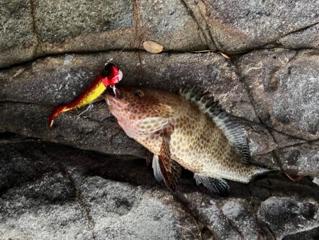 ジャックアイ青物シャッドで根魚も爆釣！