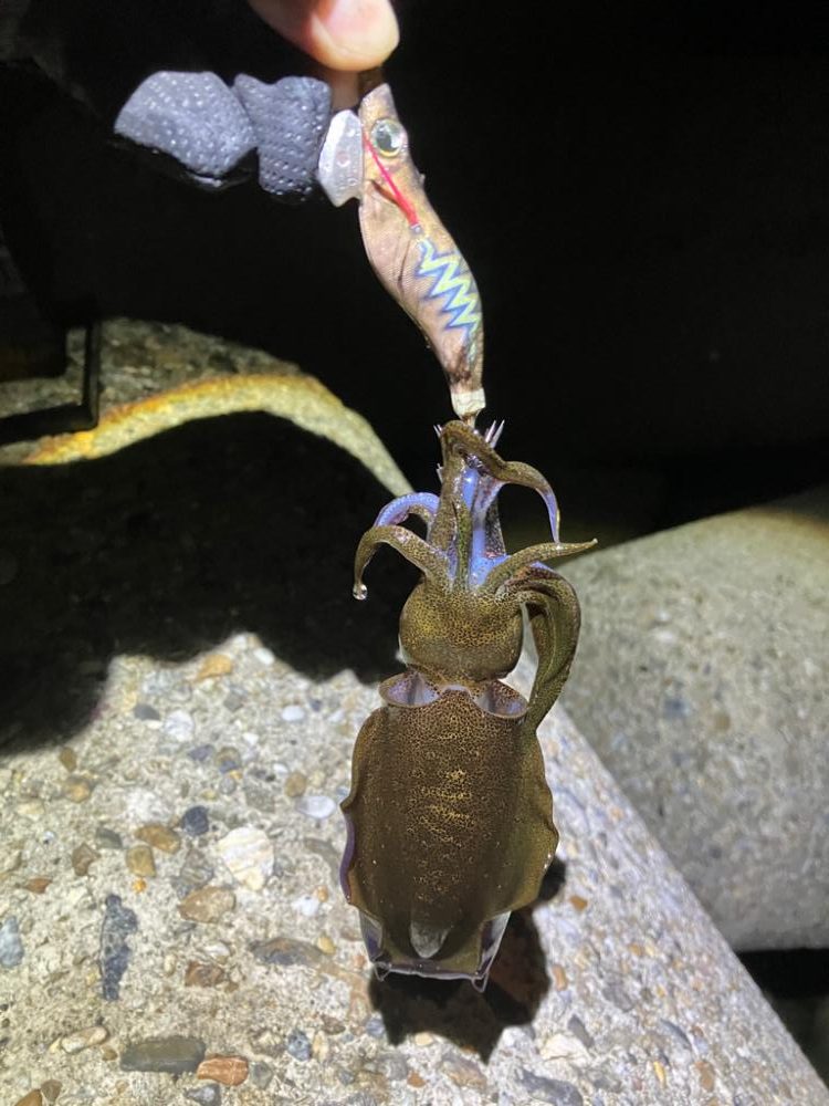 ケンサキ時々アオリ(^。^)