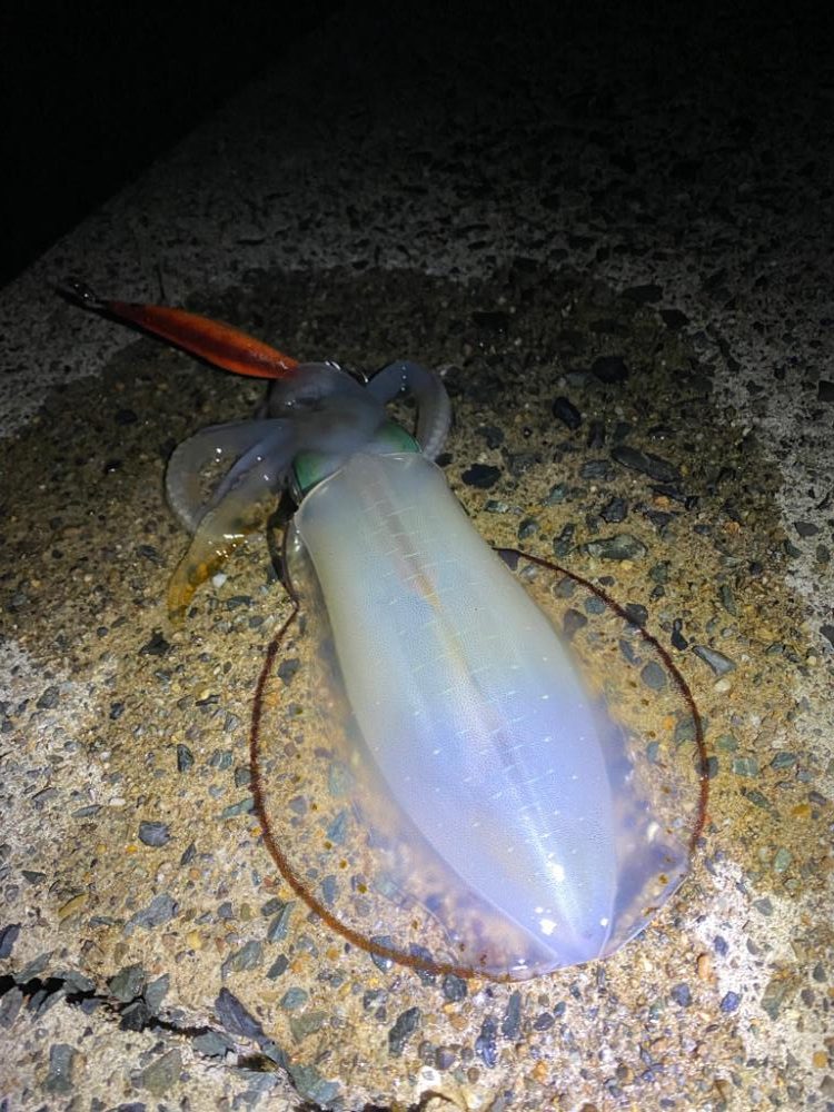 エギ回収のつもりがアオリ連発！！