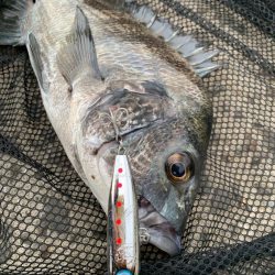 姫路の青物シーズン開幕