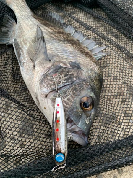 姫路の青物シーズン開幕