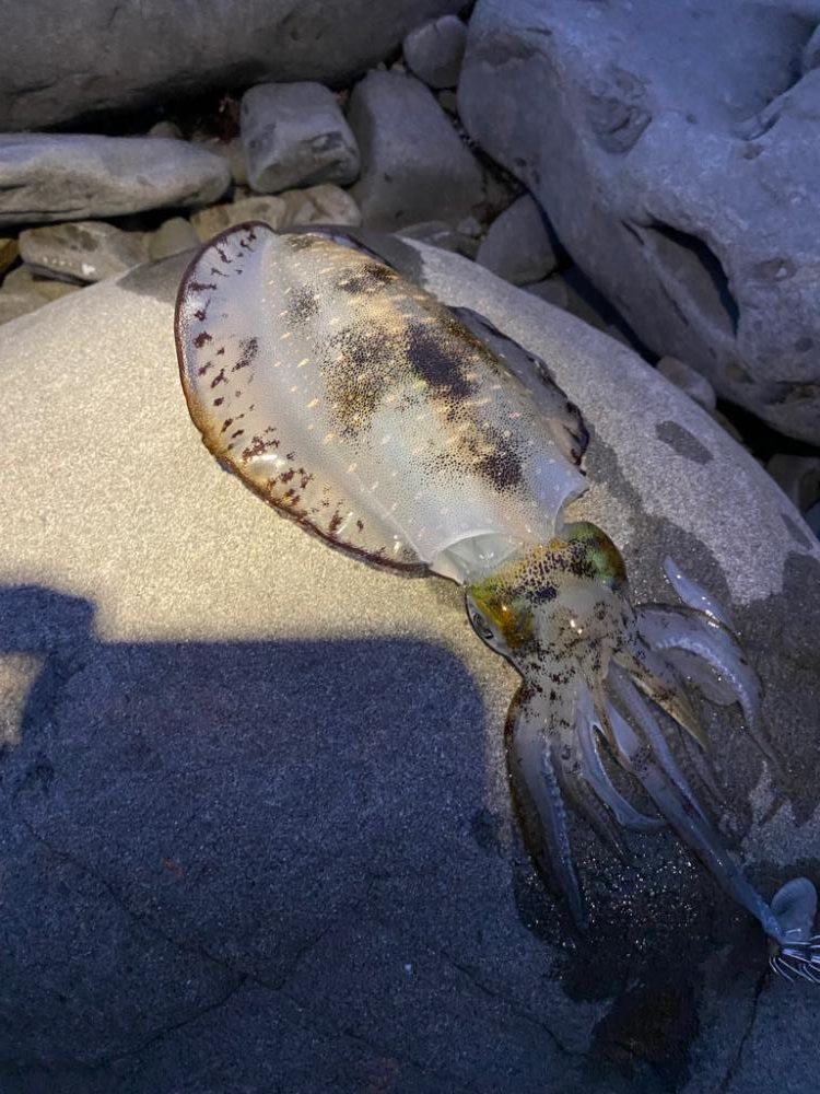 え？今年はアオリイカの当たり年？