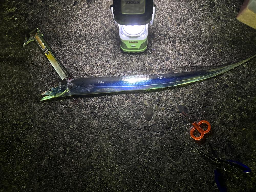 太刀魚釣り、キス釣り