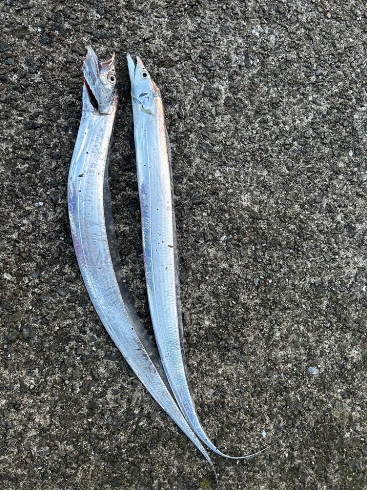 太刀魚渋いイカは小さい…