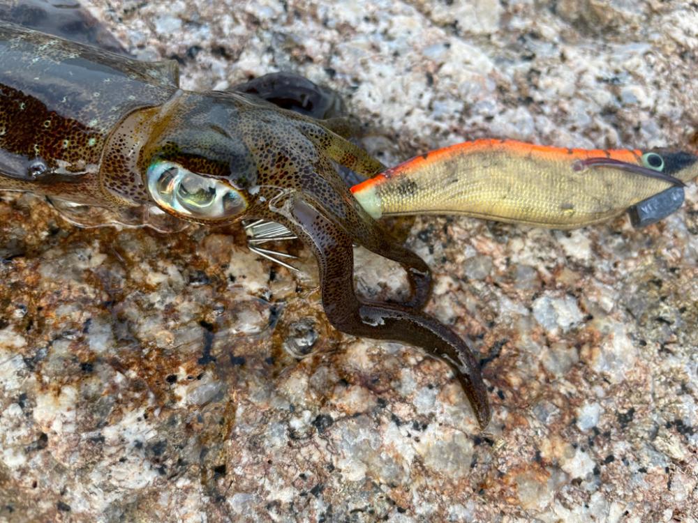 真夏?のディエギング