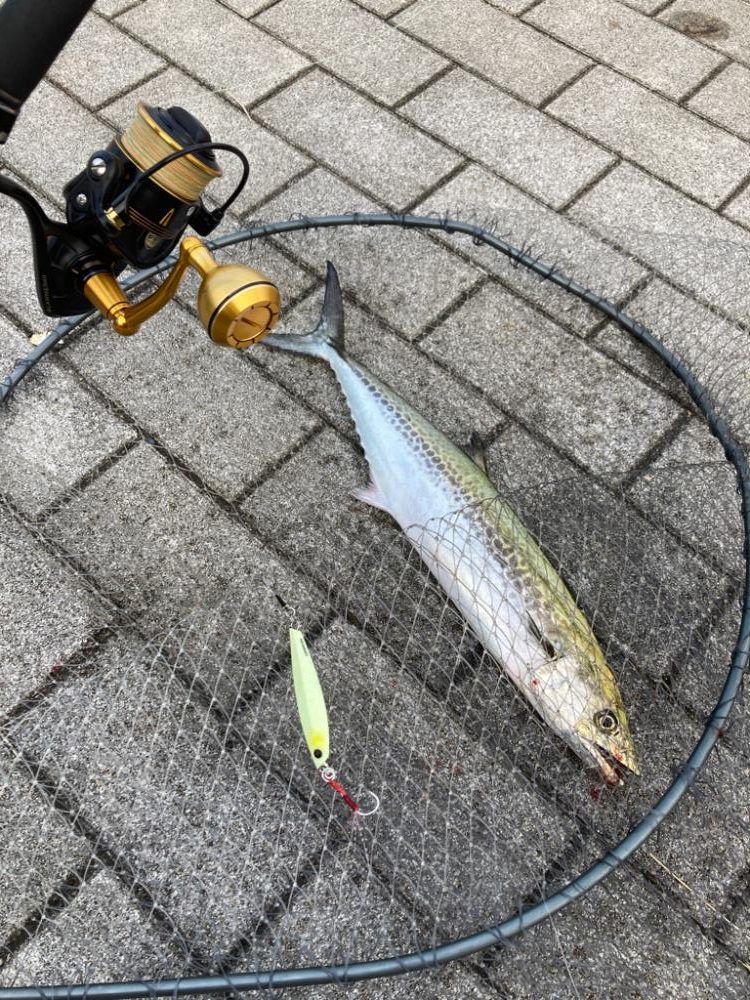 今日も湾奥コスモへ青牙ハットトリック🎶