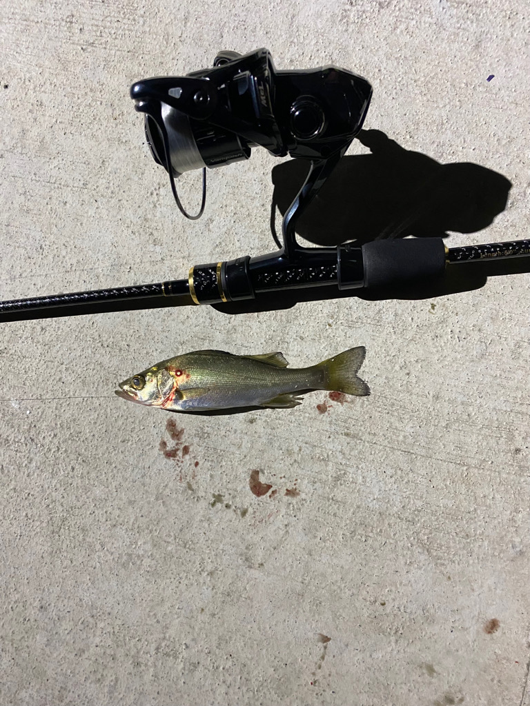 アジングがシーバスになった日