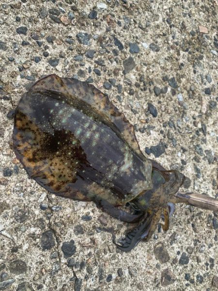 曇りのエギングDAY