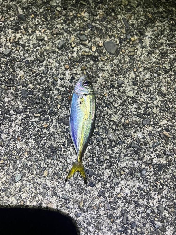 アオリイカ@アジ