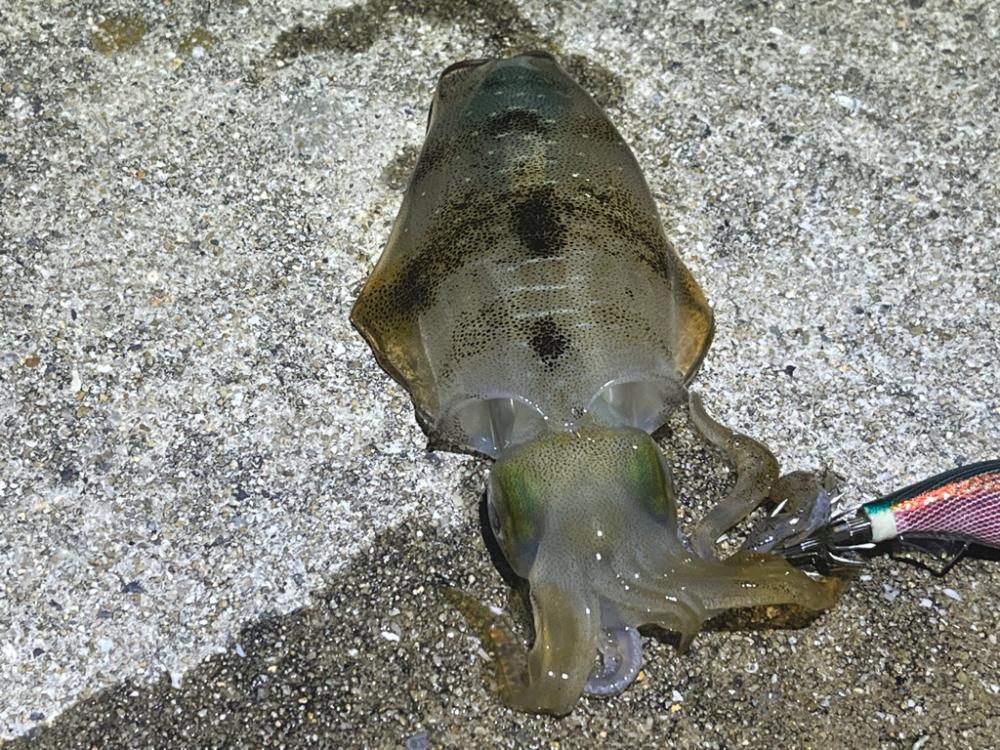 姫路離島のナイトエギング