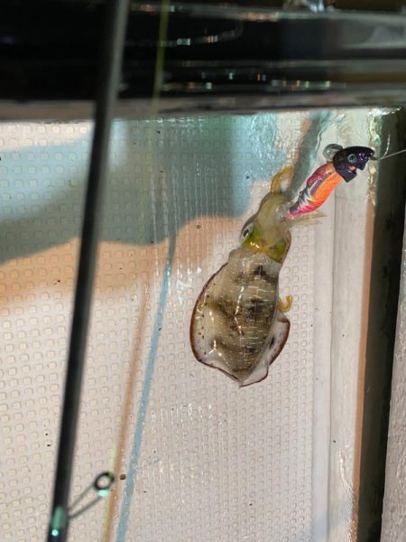 初ナイトティップラン