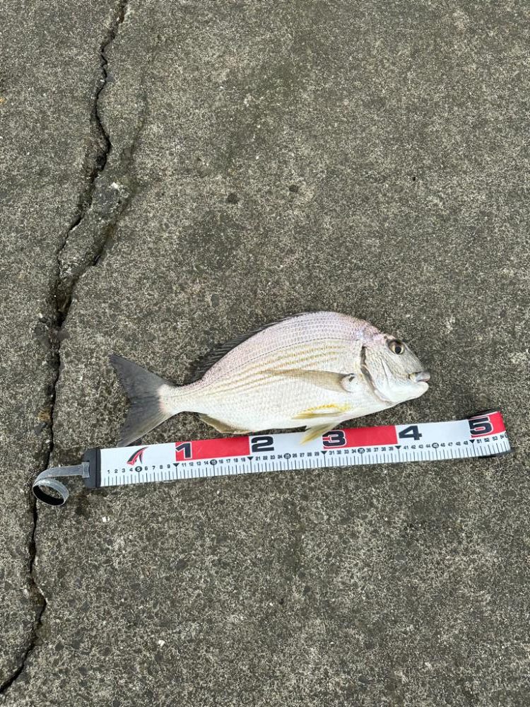 フラットフィッシュ狙いで