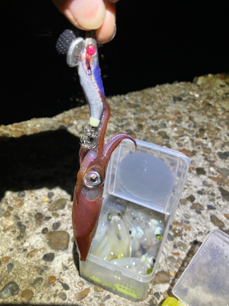 ケンサキ釣り11日目(^^)