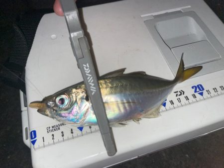 マゴチ、イカ、アジングリレー