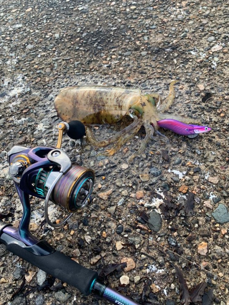 自己記録更新のエギングナイト&デイゲーム