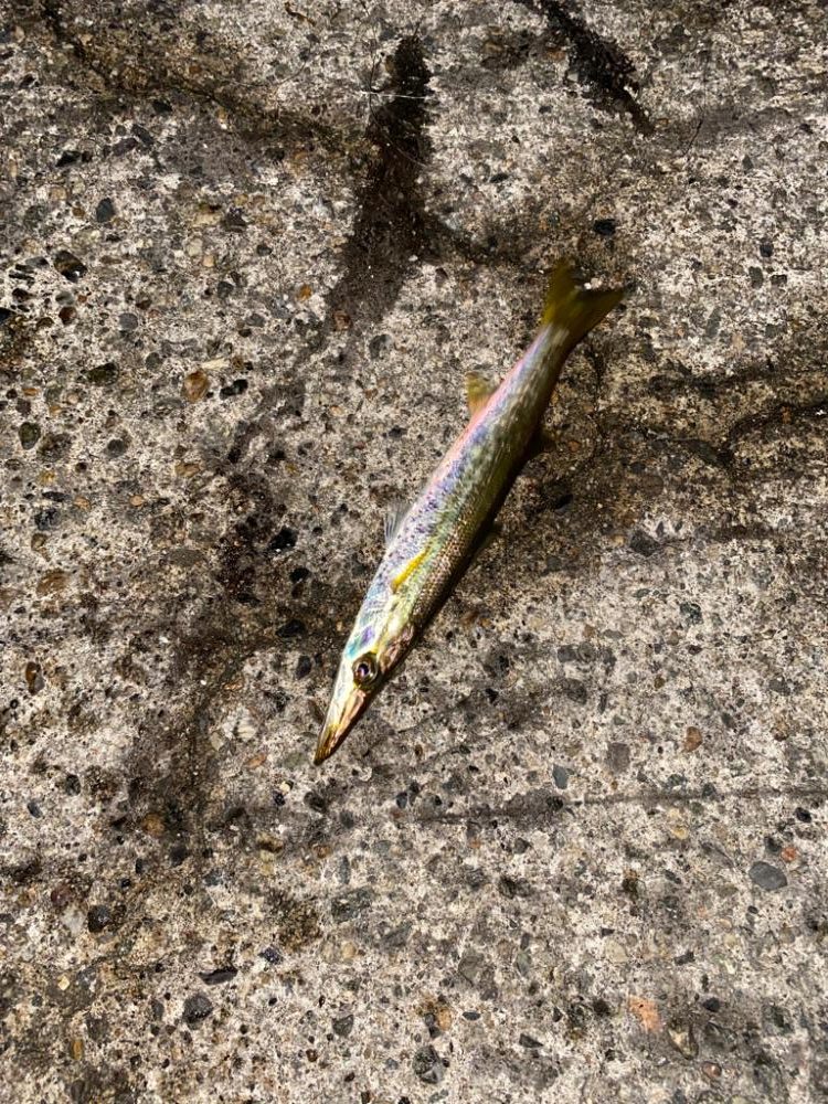 アオリとカマス