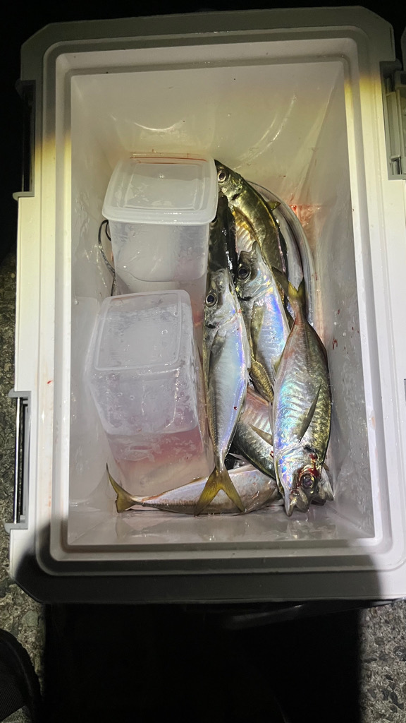 良型釣れてます🎵