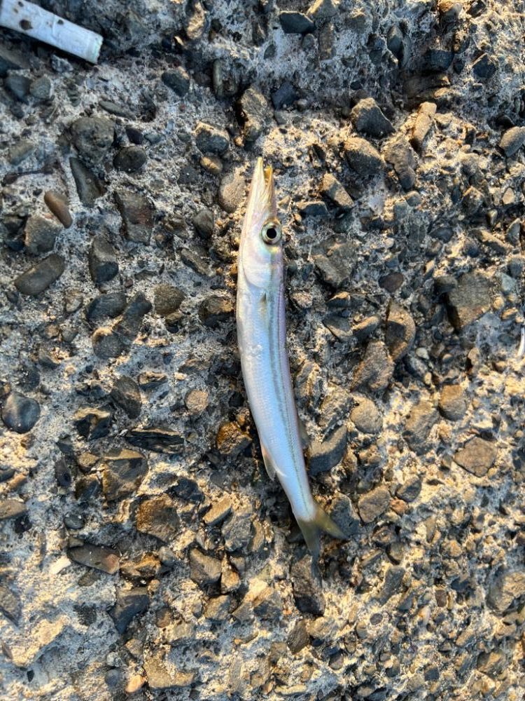 カマスは釣れる