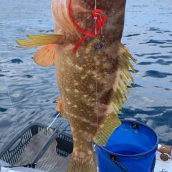 久しぶりのビッグアコウGET！！