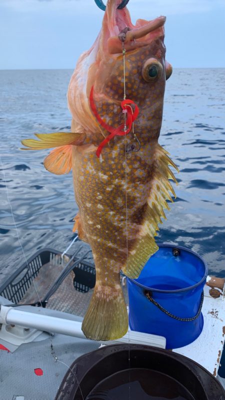 久しぶりのビッグアコウGET！！