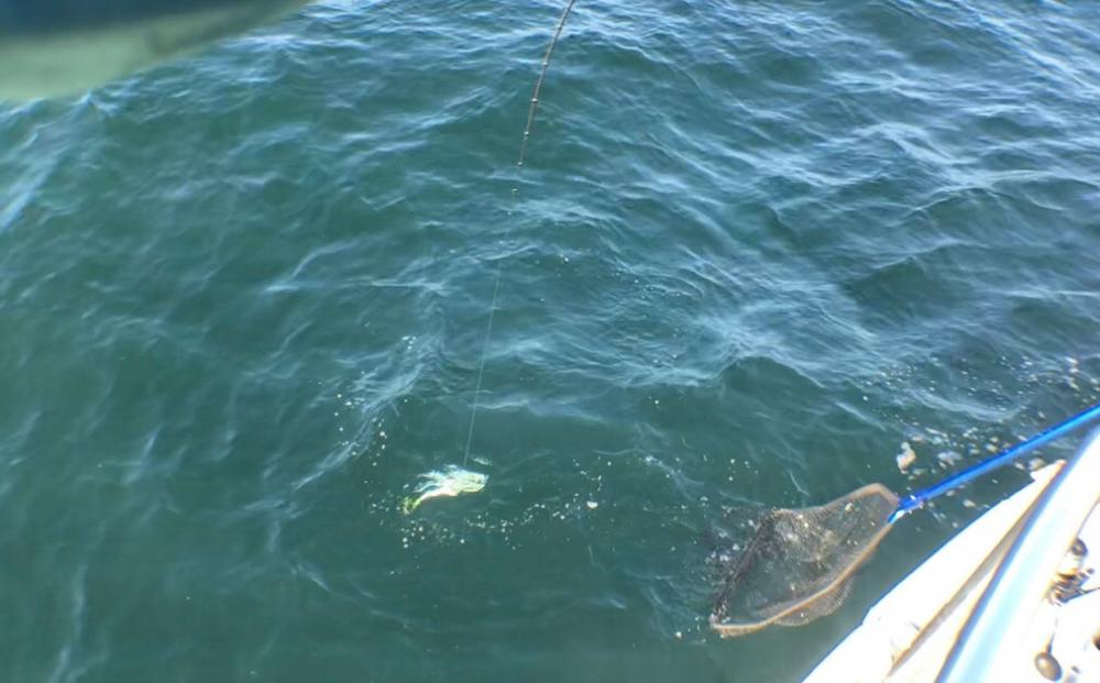 明石のSLJで元気な青物でした！