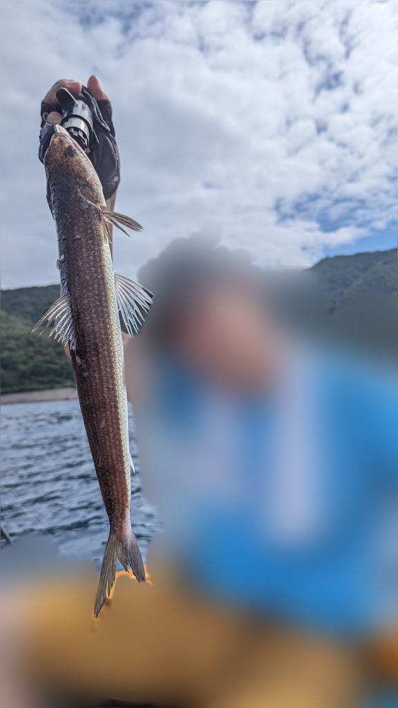 タイラバ　ハタ祭り