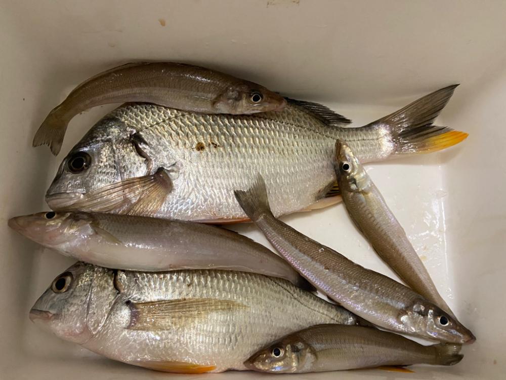 ちょい投げシロギスタ、幸せの黄色いヒレ