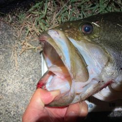 ロクマルきました