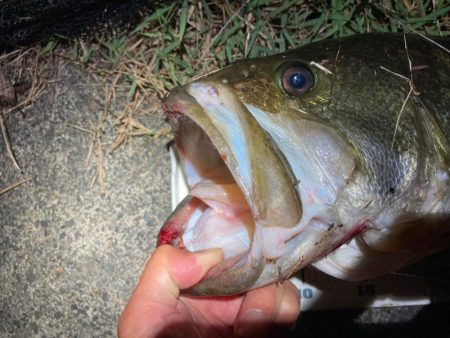 ロクマルきました