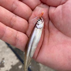 北海道のイワシは大きい