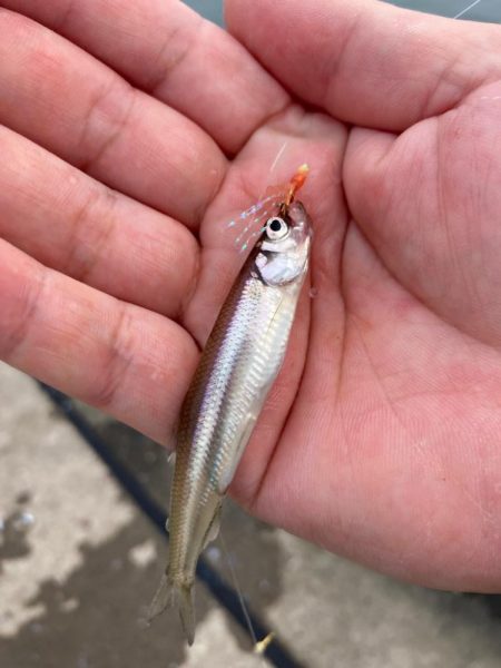 北海道のイワシは大きい