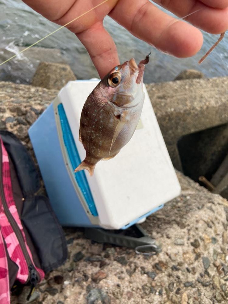 ちょい投げシロギスタの憂鬱