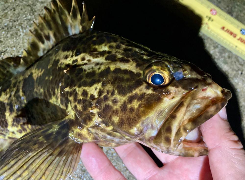 カサゴがこのサイズやったら良かったのに〜