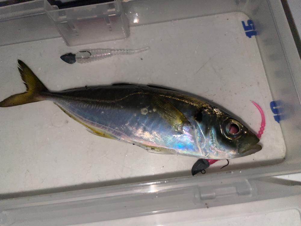 アジングエギング