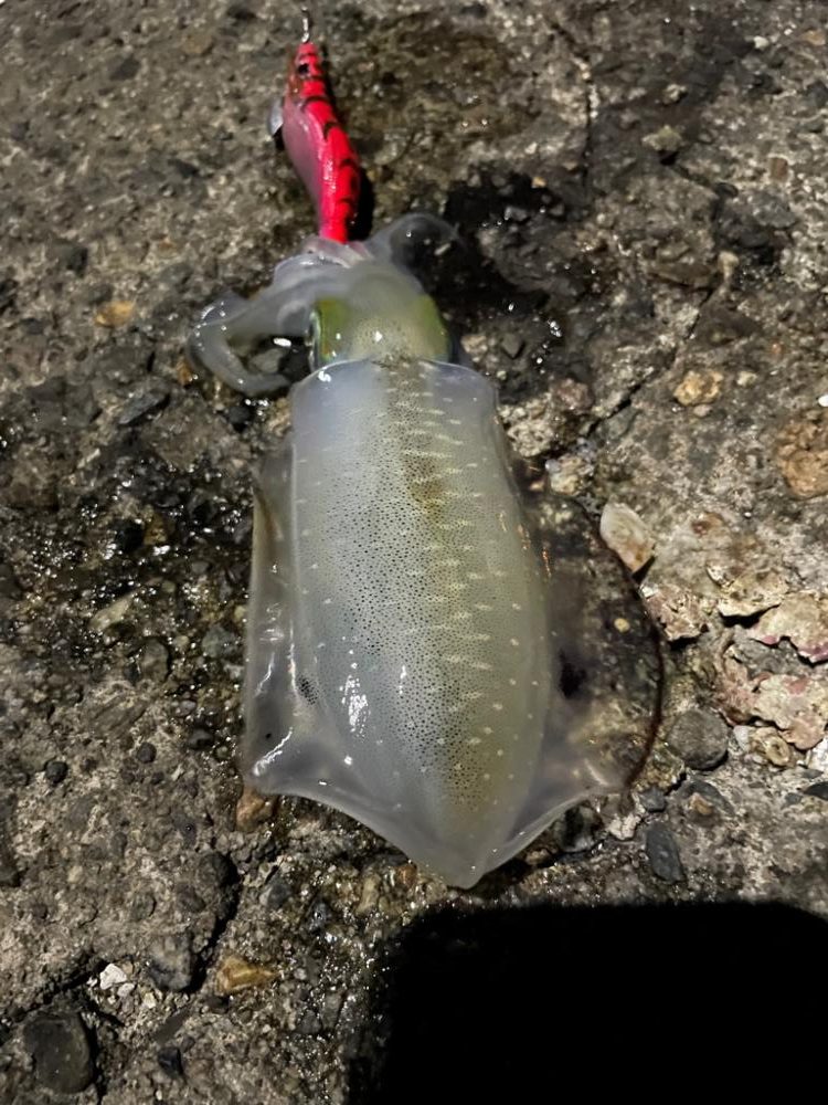 いつもの場所でエギング