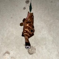 エギで尺キジハタ