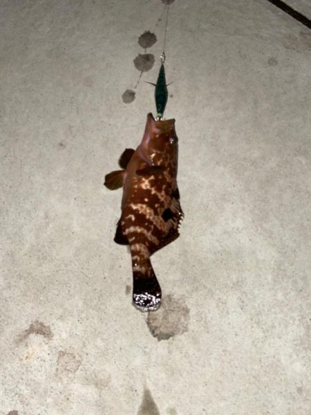 エギで尺キジハタ