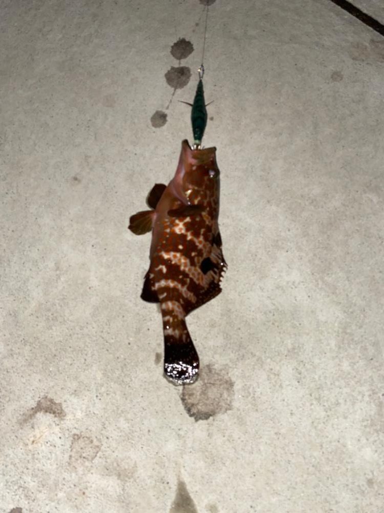 エギで尺キジハタ