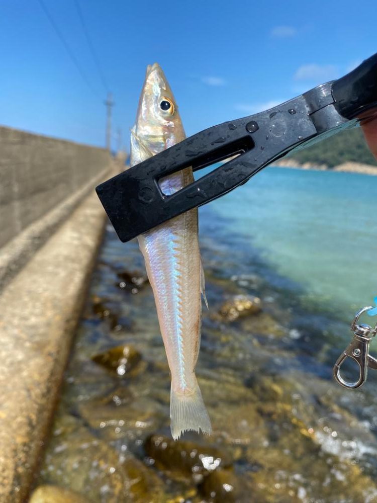 デイゲーム　なんでも釣り