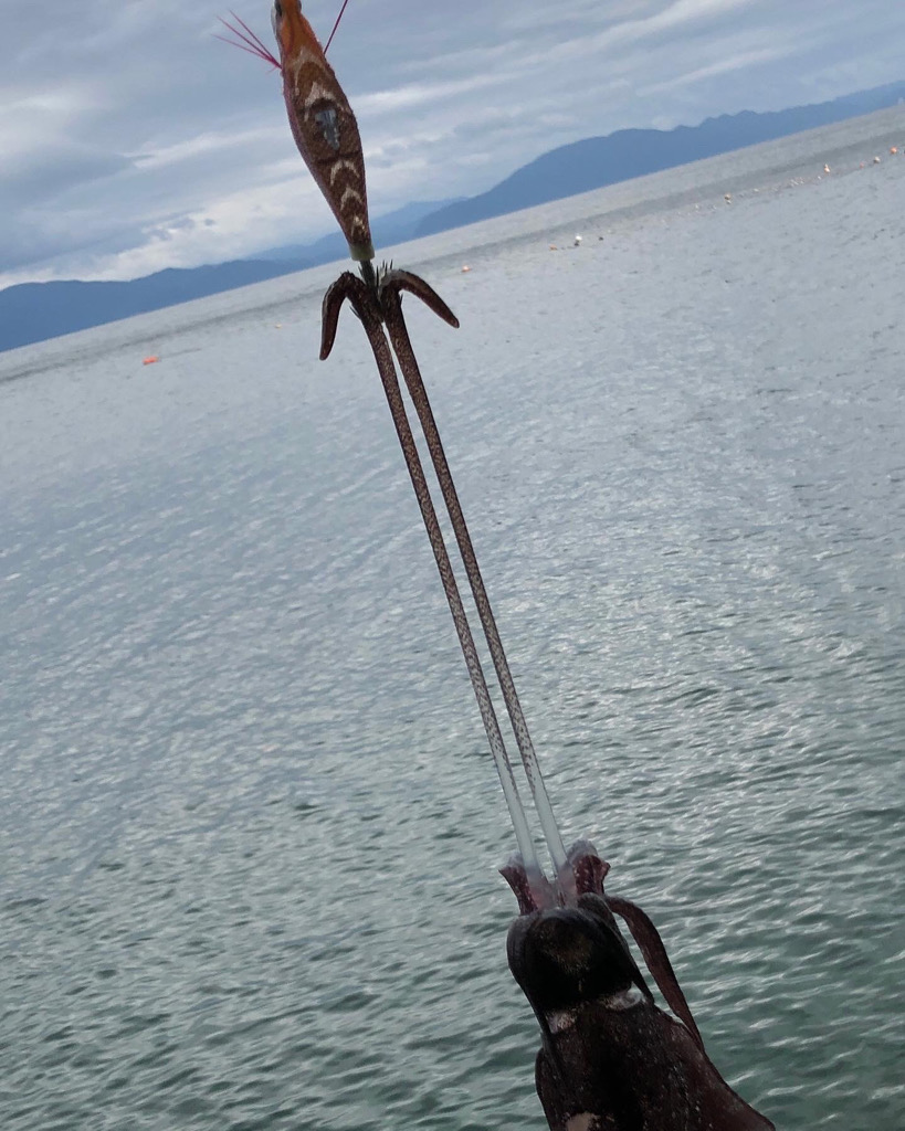 エギング楽しい！