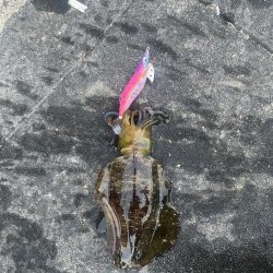 タチウオ不発からの秋エギング開幕〜