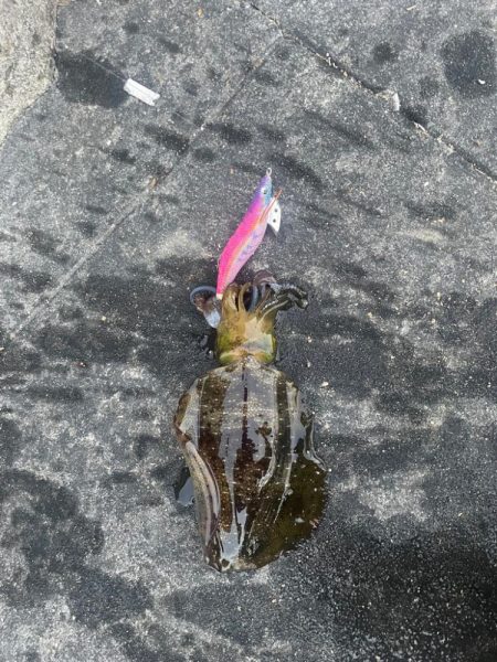 タチウオ不発からの秋エギング開幕〜